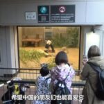 上野動物園のジャイアントパンダ「シャンシャン」、ついに中国へ　中国人「日本の飼育は素晴らしい」「今までありがとう！」